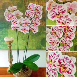 ✨Orquídea Grande Blanco puntos Rojos de COLECCIÓN Doble Vara Floral✨ – Maceta de Vidrio Tipo Boina de 20cm de Diámetro