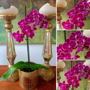 ✨Orquídea MULTIFLORA Mediana Granate Borde Blanco Vara Floral Única✨ – PORTAMACETA Cerámica GOLD Pequeña