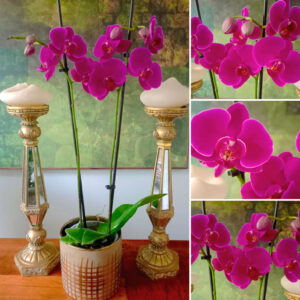 ✨Orquídea Grande Fucsia Clásica Doble Vara Floral✨ – PORTAMACETA Cerámica GOLD Tamaño M