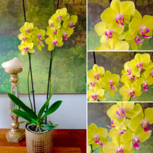 ✨Orquídea Grande Amarillo centro Fucsia Doble Vara Floral✨ – PORTAMACETA Cerámica GOLD Tamaño M
