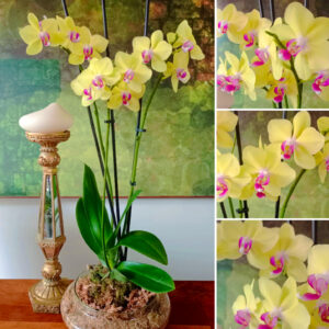 ✨Orquídea Grande Blanco De COLECCIÓN Doble Vara Floral✨ – Maceta de Vidrio Tipo Boina de 20cm de Diámetro