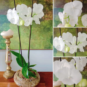 ✨Orquídea Grande Blanco De COLECCIÓN Doble Vara Floral✨ – Maceta de Vidrio Tipo Boina de 20cm de Diámetro