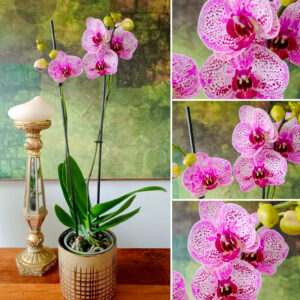 ✨Orquídea Grande Rosa Doble Vara Floral✨ – PORTAMACETA Cerámica GOLD Tamaño M