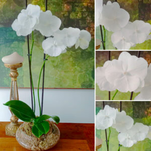 ✨Orquídea Grande Blanco De COLECCIÓN Doble Vara Floral✨ – Maceta de Vidrio Tipo Boina de 20cm de Diámetro