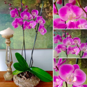 ✨Orquídea Grande Rosa Doble Vara Floral✨ – Maceta de Vidrio Tipo Boina de 20cm de Diámetro