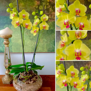 ✨Orquídea Grande Amarillo centro Rojo Doble Vara Floral✨ – Maceta de Vidrio Tipo Boina de 20cm de Diámetro