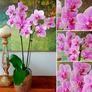 ✨Orquídea Grande Blanca Pecas Rosa Doble Vara Floral✨ – PORTAMACETA Cerámica GOLD Tamaño M