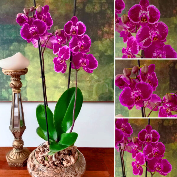✨Orquídea Grande Fucsia Doble Vara Floral✨ – PORTAMACETA Cerámica GOLD Tamaño M