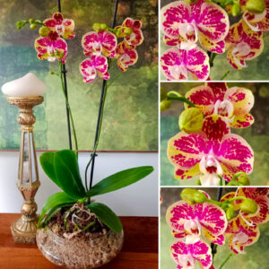 ✨Orquídea Grande Amarillo y Rojo de COLECCIÓN Doble Vara Floral✨ – Maceta de Vidrio Tipo Boina de 20cm de Diámetro
