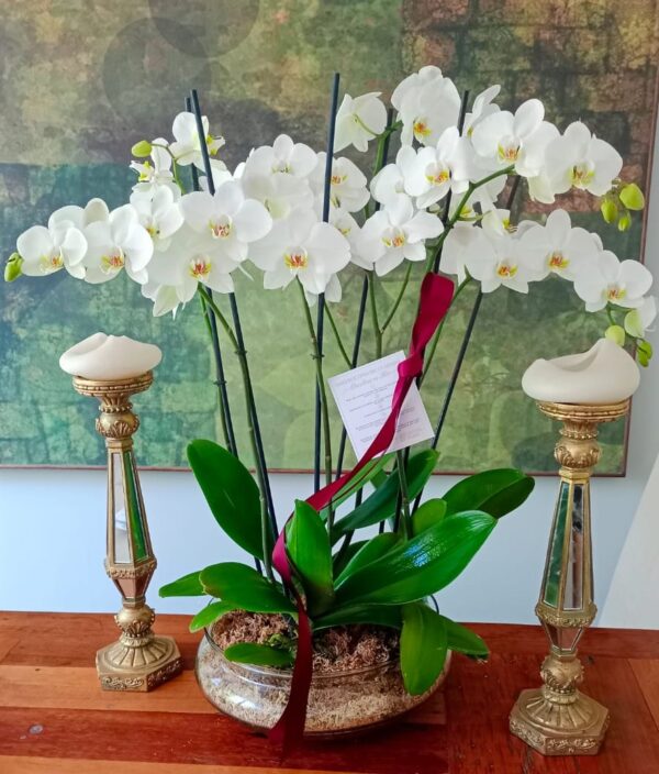 Arreglo XL Triple Blanco a Pedido 6 Varas Florales (Foto Referencial) - Maceta tipo Boina de 30cm de Diámetro